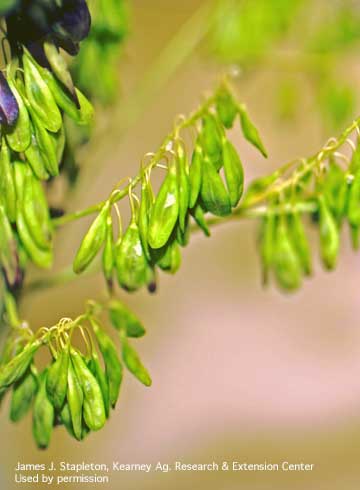 Dyer's woad, <i>Isatis tinctoria</i>, silicles on a plant, mostly at the late green-seed pod stage.  Testing has shown that some seeds on plants at this stage are capable of germination.