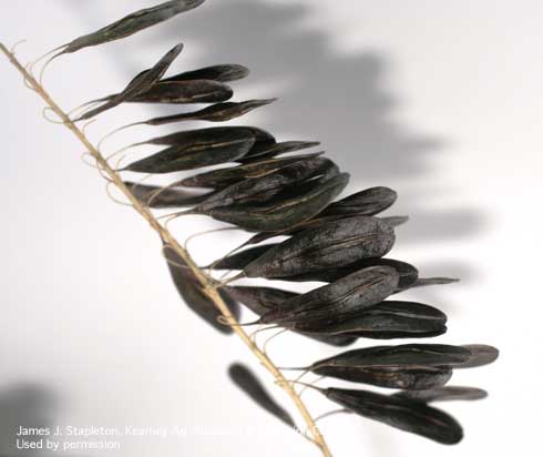 Mature, seed-containing silicles on a senescing dyer's woad, <i>Isatis tinctoria</i>, plant.