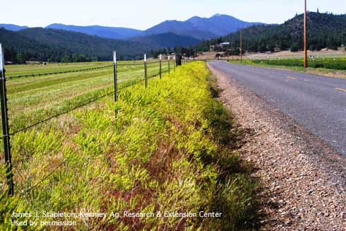 Roadside infestation of dyer's woad, <i>Isatis tinctoria</i>, in Siskiyou County, California.