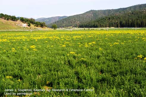 Springtime infestation of dyer's woad, <i>Isatis tinctoria</i>, in an alfalfa field in Siskiyou County, California.