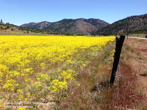 A field infested with dyer's woad, <I>Isatis tinctoria</i>, at full bloom.