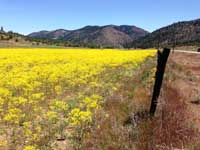 Dense monoculture of dyer's woad.