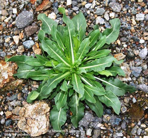 Basal rosette of dyer's woad plant,<i>Isatis tinctoria</i>.