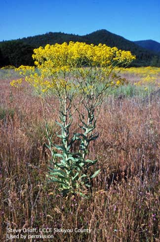 Mature plant of dyer's woad, <i>Isatis tinctoria</i>, showing upright growth habit.