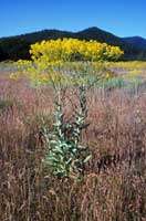 Mature plant of dyer's woad, Isatis tinctoria.