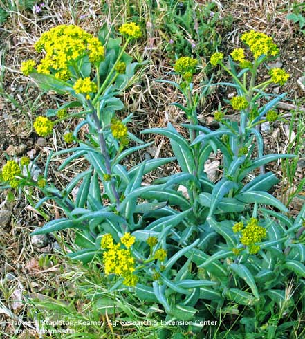 Dyer's woad, <i>Isatis tinctoria</i>, plant at early flowering, showing distinctive white leaf veins.