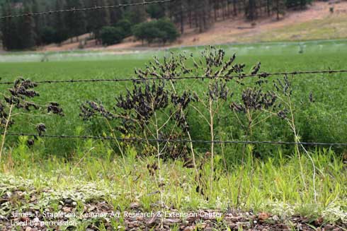 A roadside dyer's woad, <i>Isatis tinctoria</i>, infestation, showing mature silicles on senescing plants, in Siskiyou County, California.