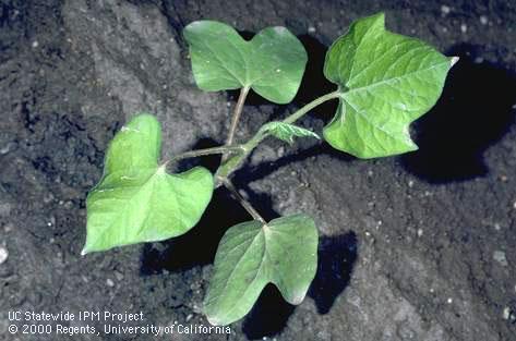 Seedling of annual morning-glory.