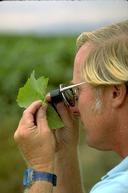 UC IPM Advisor Phil Phillips using hand lens to monitor grape leaf for mites.