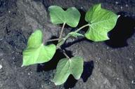 Seedling of annual morningglory, Ipomoea sp.