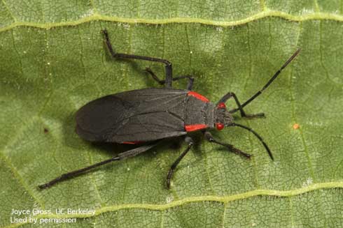 Adult red-shouldered bug, <i>Jadera haematoloma.</i>.