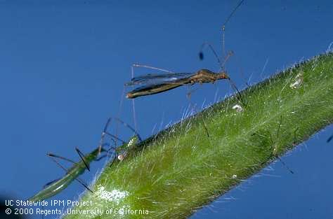 Spined stilt bug colony.