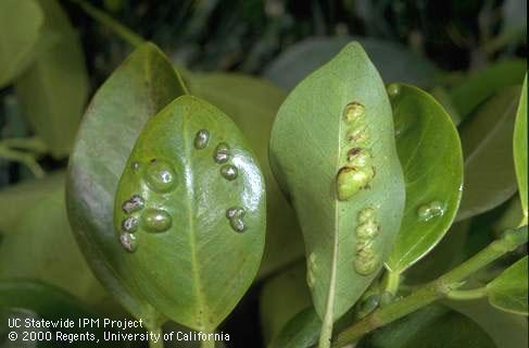 Rounded swellings on leaves of Indian laurel fig caused by the larvae of a leaf gall wasp, <i>Josephiella microcarpae</i>.