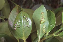 Spherical swellings caused by ficus gall wasp.