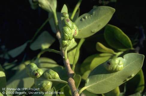 Indian laurel fig leaves curled and distorted by feeding of larvae of a leaf gall wasp, <i>Josephiella microcarpae</i>.