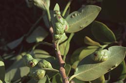 Leaves distorted by feeding of larvae of ficus gall wasp.