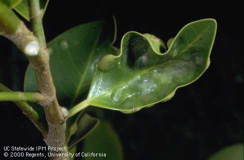 Indian laurel fig leaves with curl and growths induced by ficus gall wasp.