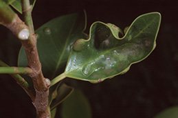 Leaf distortion from ficus gall wasp.