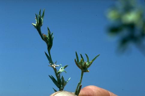 Common toad rush flowers and fruit.