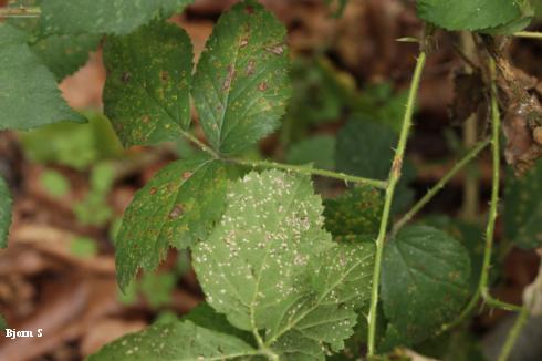 Lesions on both sides of blackberry leaves with cane and leaf rust, <i>Kuehneola uredinis</i>.