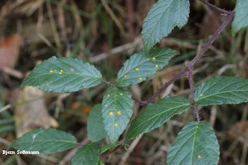 Small yellow pustules (uredinia) on the leaves of a blackberry with cane and leaf rust, <i>Kuehneola uredinis</i>.