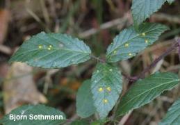 Small yellow pustules (uredinia) on the leaves of a blackberry with cane and leaf rust.