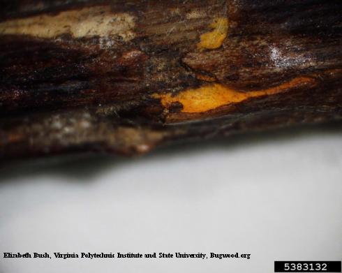 Orange fungal fruiting body (uredinia) erupting from the bark of a black raspberry due to cane and leaf rust, <i>Kuehneola uredinis</i>.