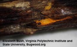 Orange fungal fruiting body (uredinium) of cane and leaf rust erupting from blackberry bark.