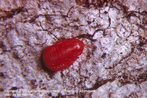 Adult female Kuwana oak scale, <i>Kuwania quercus.</i>.