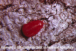 Kuwana oak scale adult female