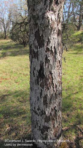 Rough, exfoliating (flaking off) bark on a blue oak trunk caused by Kuwana oak scale, <i>Kuwania quercus,</i> feeding.