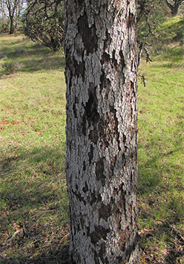 Bark flaking off blue oak