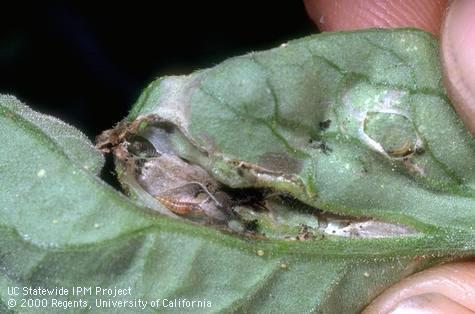 Crop damaged by tomato pinworm.