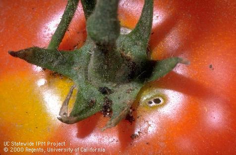 Crop damaged by tomato pinworm.