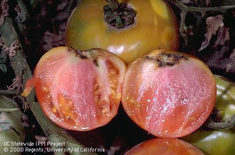 Crop damaged by tomato pinworm.