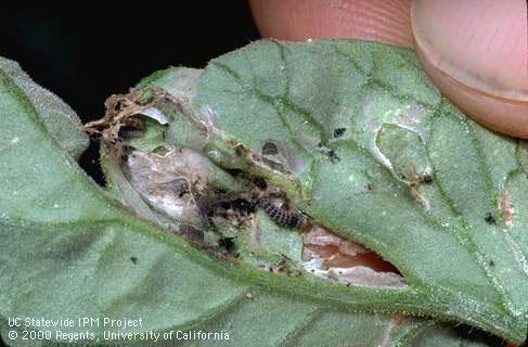 Crop damaged by tomato pinworm.