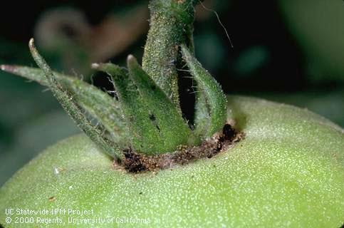 Crop damaged by tomato pinworm.