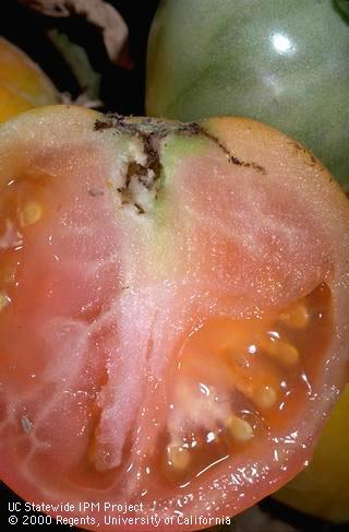 Crop damaged by tomato pinworm.