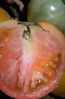 Tomato pinworm damage