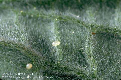 Egg of tomato pinworm.