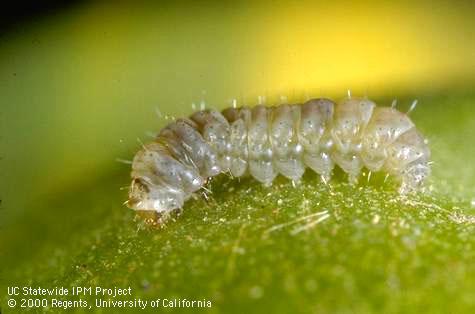 Larva of tomato pinworm.