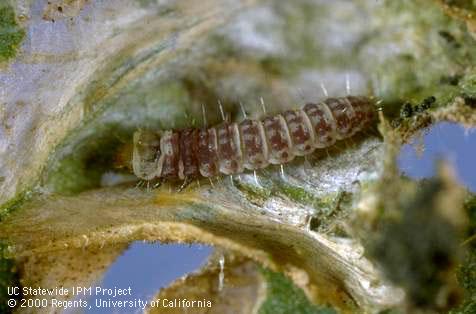 Larva of tomato pinworm.