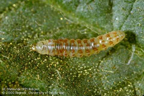 Larva of tomato pinworm.