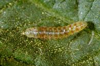 Tomato pinworm larva