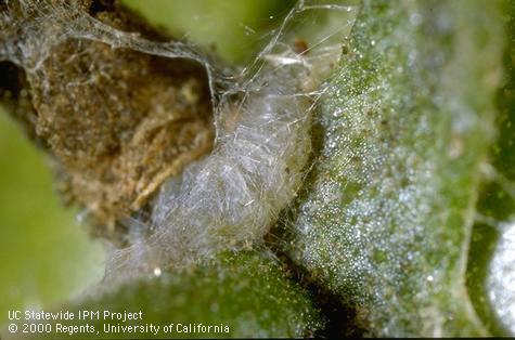 Pupa of tomato pinworm.