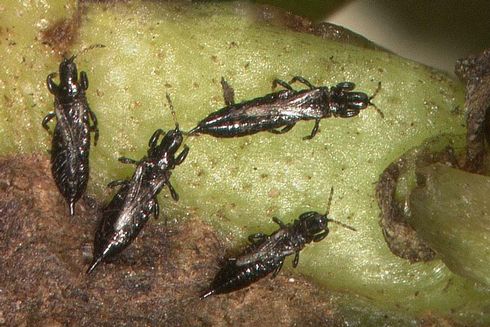 Adult myoporum thrips, <I>Klambothrips myopori.</I>.