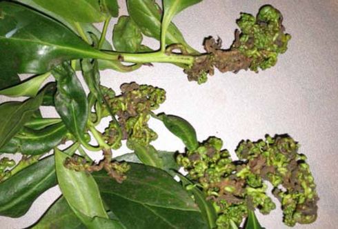 Galling of myoporum leaves and shoots caused by myoporum thrips, <I>Klambothrips myopori.</I>.