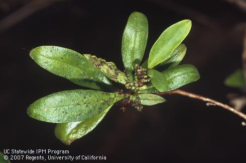 Shoot galling and browning and fouling of leaves with black feces from myoporum thrips, <I>Klambothrips myopori,</I> infesting myoporum, Myoporum laetum.</I>.