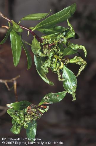 Galling of leaves and shoots caused by myoporum thrips, <I>Klambothrips myopori,</I> infesting myoporum, <I>Myoporum laetum.</I> .