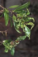 Galling of leaves and shorts caused by myoporum thrips.